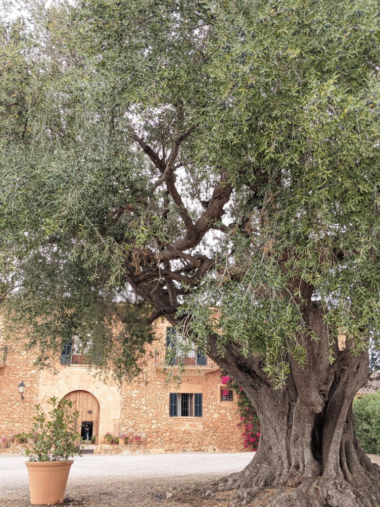 A big olive tree in a country side villa